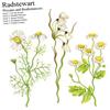 Radstewart - Wiccans And Beatlemancers